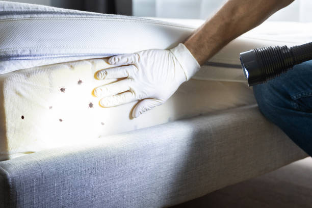 Best Flea Control Services  in Center Hill, FL