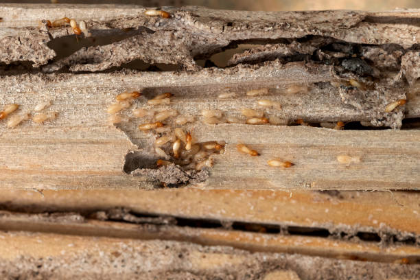 Best Wildlife Control Services  in Center Hill, FL