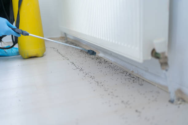 Best Rat Extermination Near Me  in Center Hill, FL